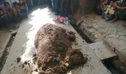 Phủ phân bò khắp người để chữa rắn cắn, người phụ nữ thiệt mạng lúc nào không hay