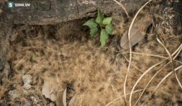 'Dị vật' bay khắp đường phố Hà Nội trong những ngày gần đây là gì?