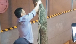 Bắt rắn hổ mang 'khủng' ở sân chơi chung cư