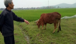 Thông tin mới nhất vụ chăn trâu bò phải đóng phí đồng cỏ ở Thanh Hóa