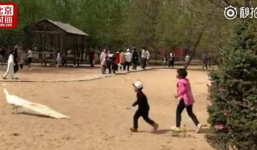 Trung Quốc: Bố mẹ thản nhiên nhìn con đuổi bắt, vặt lông chim công trong vườn thú