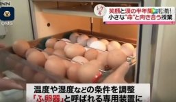 Lớp học gây tranh cãi ở Nhật Bản: Cho học sinh tập ấp trứng, nuôi gà rồi 6 tháng sau bắt các em tự tay giết thịt