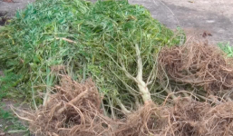 Cảnh sát nhổ bỏ vườn cần sa rộng 350 m2 của nông dân miền Tây