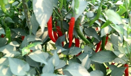 Bầu Đức bán ớt kiếm tiền tỷ mỗi ngày