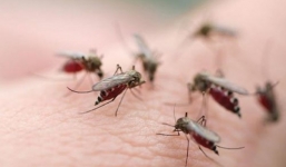 Cảnh báo: Việt Nam lọt top 3 những nước lưu hành sốt xuất huyết trên thế giới, lo ngại mùa dịch đến sớm