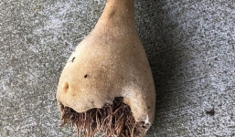 Nhặt được vật trông như rễ cây, 3 tuần sau hiện tượng lạ xuất hiện khiến cả nhà phát hoảng