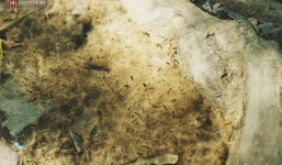 Những ngày hoa sữa 'oanh tạc' Hà Nội: Quần áo, giày dép bám đầy hạt hoa sữa khiến nhiều người khổ sở