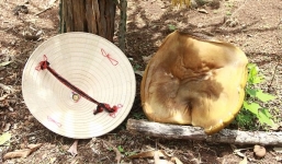 Hoảng hốt phát hiện nấm lạ sau ít giờ thành cây nấm khổng lồ