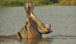 Số đen nhất năm: Người đàn ông Mỹ suýt bị hà mã nuốt chửng