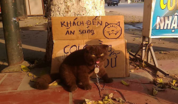Tạm quên chú mèo tên Chó đi, ở Hải Phòng còn có cả mèo 'bảo kê' đang nổi như cồn trên MXH đây này