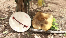 Phát hoảng khi thấy nấm lạ lớn bằng nón lá chỉ sau vài giờ