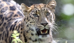 Một em bé 3 tuổi bị báo đốm bắt và sát hại khi đang du lịch Châu Phi cùng gia đình