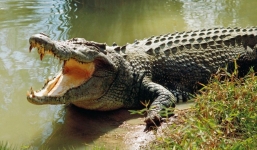 Bị cá sấu cắn đứt một cánh tay, cô gái vẫn quyết tâm làm đám cưới đúng ngày dù phải băng tay hành lễ