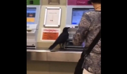 Không có tiền, con quạ ăn cắp thẻ tín dụng của hành khách để mua vé tàu