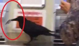 Không có tiền, con quạ ăn cắp thẻ tín dụng của hành khách để mua vé tàu