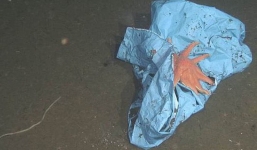 Tìm thấy túi rác nhựa sâu 10.000m dưới đáy biển - kỷ lục vứt rác của loài người là đây