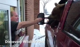 Sở thú Canada bị phạt sấp mặt vì dùng ô tô chở gấu đi ăn kem