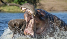 24h qua ảnh: Hà mã 2 tấn điên cuồng đánh nhau giành bạn tình