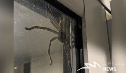 Những bức ảnh chứng minh đôi khi cuộc sống còn rùng rợn hơn phim kinh dị