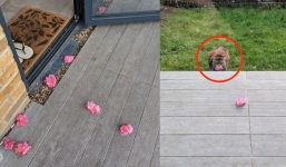 Mỗi ngày đều nhận được một bông hoa, cô gái suýt “rụng tim” khi cuối cùng phát hiện ra chân tướng của kẻ hâm mộ bí mật