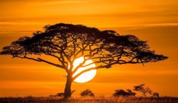 Ai cũng thấy Mặt trời trông to hơn hẳn mỗi khi hoàng hôn, bình minh - nhưng vì sao thì đố bạn biết!