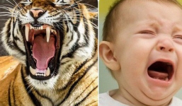 Sức 'công phá' của trẻ con: Tiếng khóc ngang hổ gầm, sư tử thét
