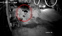 Clip: Hai thanh niên đi ô tô, nhổ trộm hoa hồng nhà người dân lúc rạng sáng