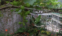 Khu vườn sân thượng trồng cho vui mà cây nào cũng thắm hoa trĩu quả của bà mẹ 8x mát tay