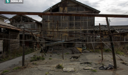 Ở Nhật, có 1 hòn đảo chỉ rộng 1,4km nhưng lại được mệnh danh là 'Thiên đường của loài mèo'