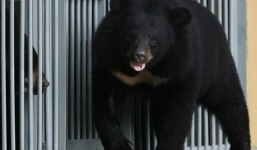 Trung Quốc: Người phụ nữ mua 'chó ngao Tây Tạng' về chăm sóc 2 năm mới biết mình nuôi nhầm gấu