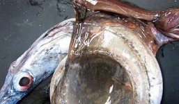 Con cá này sẽ giúp bạn hiểu vì sao đáy biển chỉ toàn là những cơn ác mộng