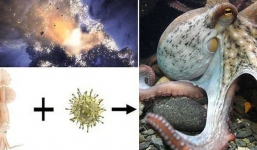 Phát hiện không ngờ về bạch tuộc - đến Trái đất nhờ sao Chổi và là sinh vật ngoài hành tinh?