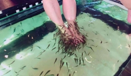 Chuyện thật như đùa: Thanh niên đi massage bằng cá, 5 phút sau cả đàn cá lăn ra chết mà không rõ nguyên nhân