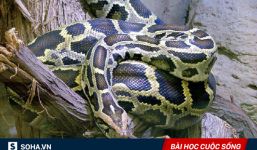 Cứu một con trăn bị thương, gia đình được trả ơn theo cách ít ai ngờ tới