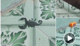 Bé 1 tuổi khóc thét lên giữa đêm, mẹ thất kinh khi nhìn thấy bọ cạp còn sống ngay cạnh con mình