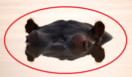 Cuối cùng cũng tìm ra 'thủ phạm' khiến cá trên sông châu Phi chết hàng loạt vào mùa mưa