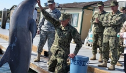 Cá heo quân sự: Chiến binh tinh nhuệ không dễ thuần phục, sẵn sàng tuyệt thực 'chống lệnh'