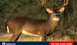 Lỡ tay bắn chết con linh dương, 1 thứ được phát hiện sau đó khiến thợ săn lập tức bỏ nghề