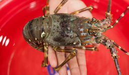 Tôm hùm baby đi máy bay về Hà Nội, giá bạc triệu vẫn đắt hàng