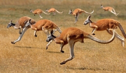 Điều gì khiến kangaroo có thể nhảy liên tục gần 100 km/h?