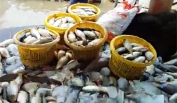 Hàng trăm tấn cá bè trên sông La Ngà chết nổi trắng mặt nước