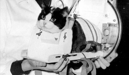Số phận bi thảm của cô mèo đầu tiên sống sót sau khi trở về từ vũ trụ