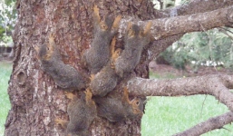 Phát hiện ra sáu con sóc bị buộc đuôi vào nhau, giống hệt với huyền thoại Rat King - Vua Chuột trong lịch sử loài người