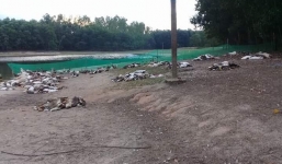 Đàn vịt hơn 1.500 con chết hàng loạt nghi bị kẻ xấu đầu độc