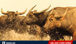 Mang 9 con trâu đi hỏi cưới vợ, chàng trai khiến anh mình phải ngạc nhiên sau 3 năm gặp lại