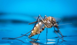 Lý do kinh dị khiến vết muỗi cắn trở nên cực ngứa mà khoa học mới tìm ra