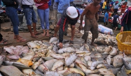 Công an điều tra vụ chết bất thường hơn 1.500 tấn cá bè trên sông La Ngà