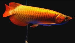 Cá rồng huyết long có gì đặc biệt khiến đại gia Hà Nội chi bạc triệu mua về nuôi chơi?