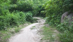 Sự thật về dấu chân hổ gần khu dân cư khiến người dân hoang mang