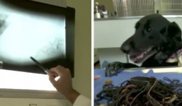 Chó cưng ốm “thập tử nhất sinh”, khi phẫu thuật bác sĩ tá hỏa với phát hiện bên trong